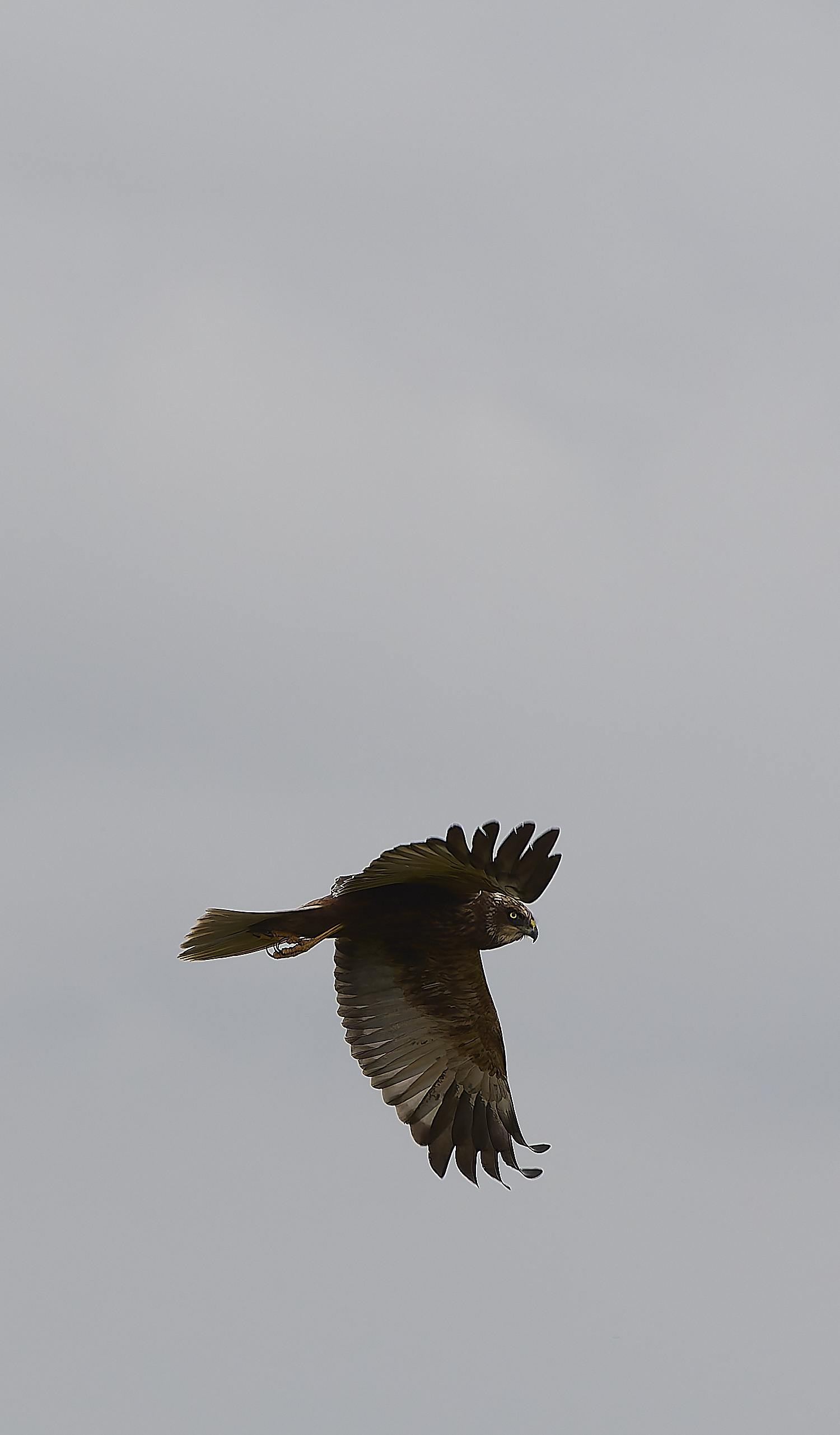 HicklingMarshHarrier120624-3-NEF-