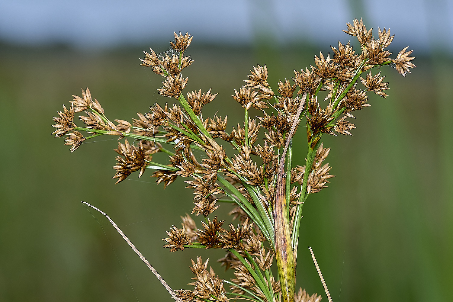 HicklingSawSedge120624-1-NEF-