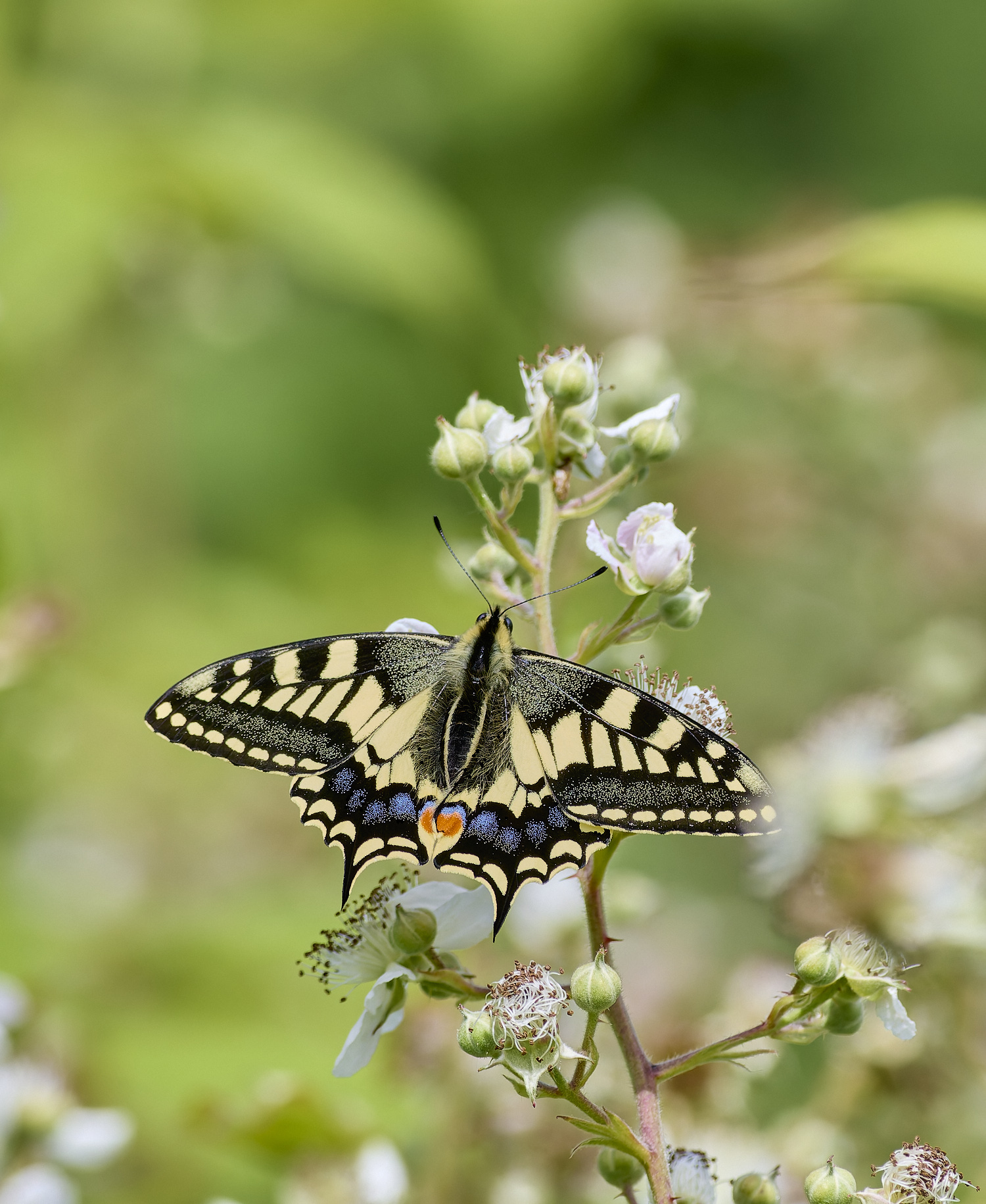 HicklingSwallowtail200624-1-NEF- 1