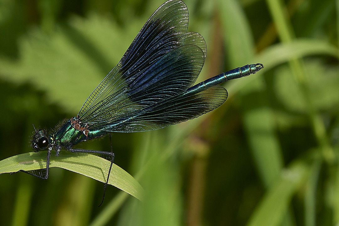 HoeRoughBandedDamsel020624-3