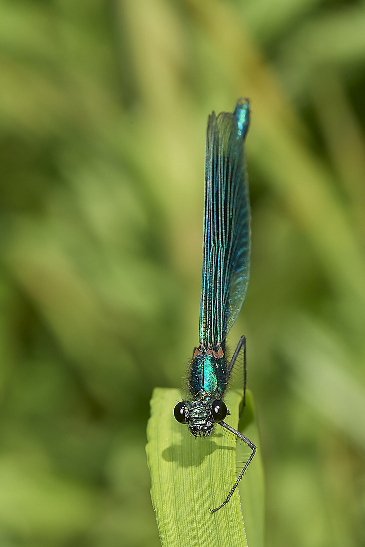 HoeRoughBandedDamsel020624-5