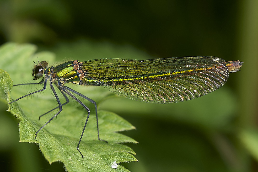 HoeRoughBandedDamsel020624-7