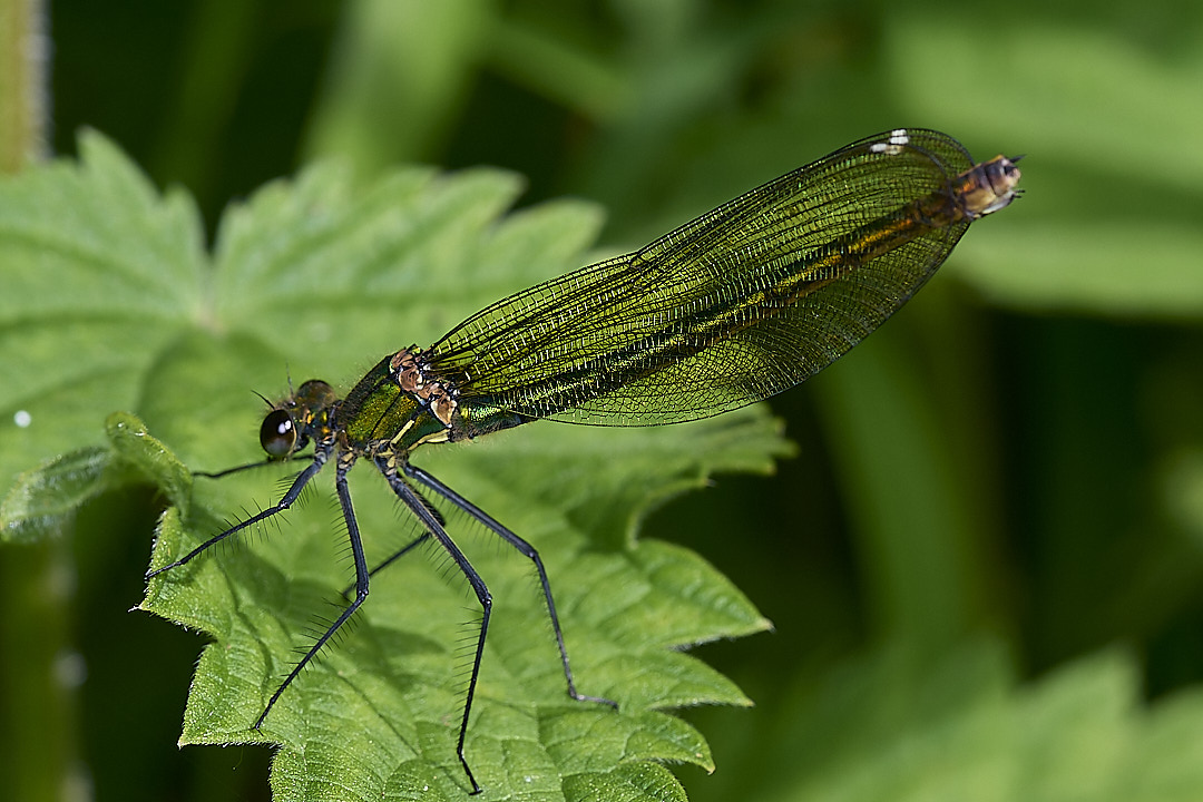 HoeRoughBandedDamsel020624-8