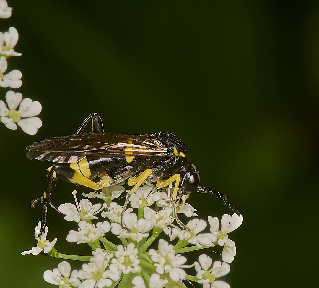 HoeRoughSawfly020624-1