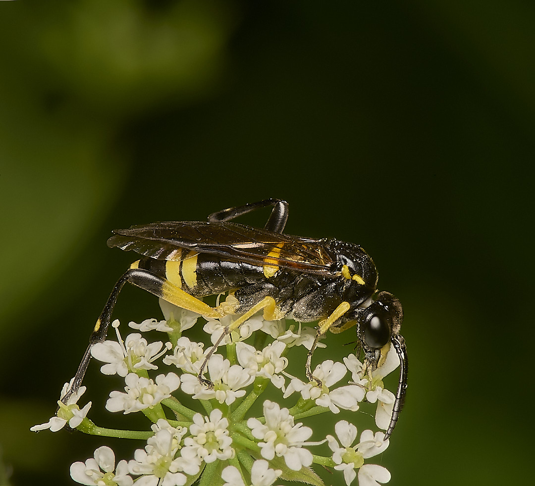 HoeRoughSawfly020624-2