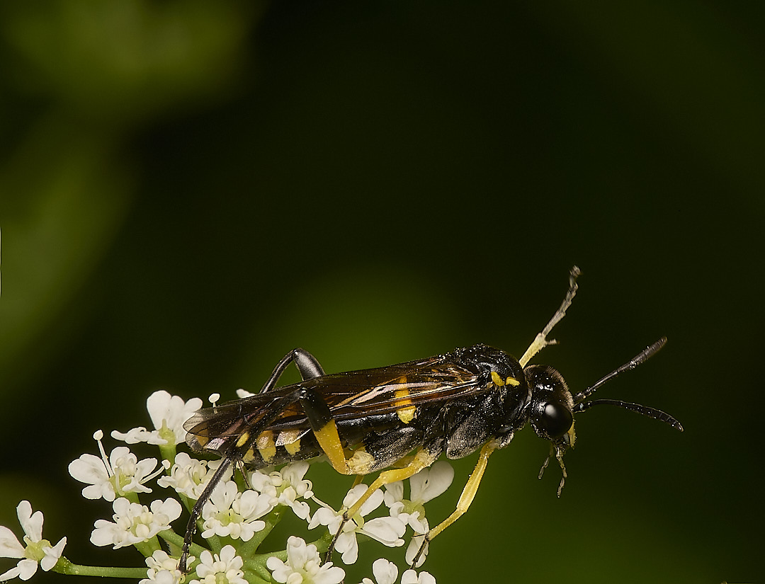 HoeRoughSawfly020624-3