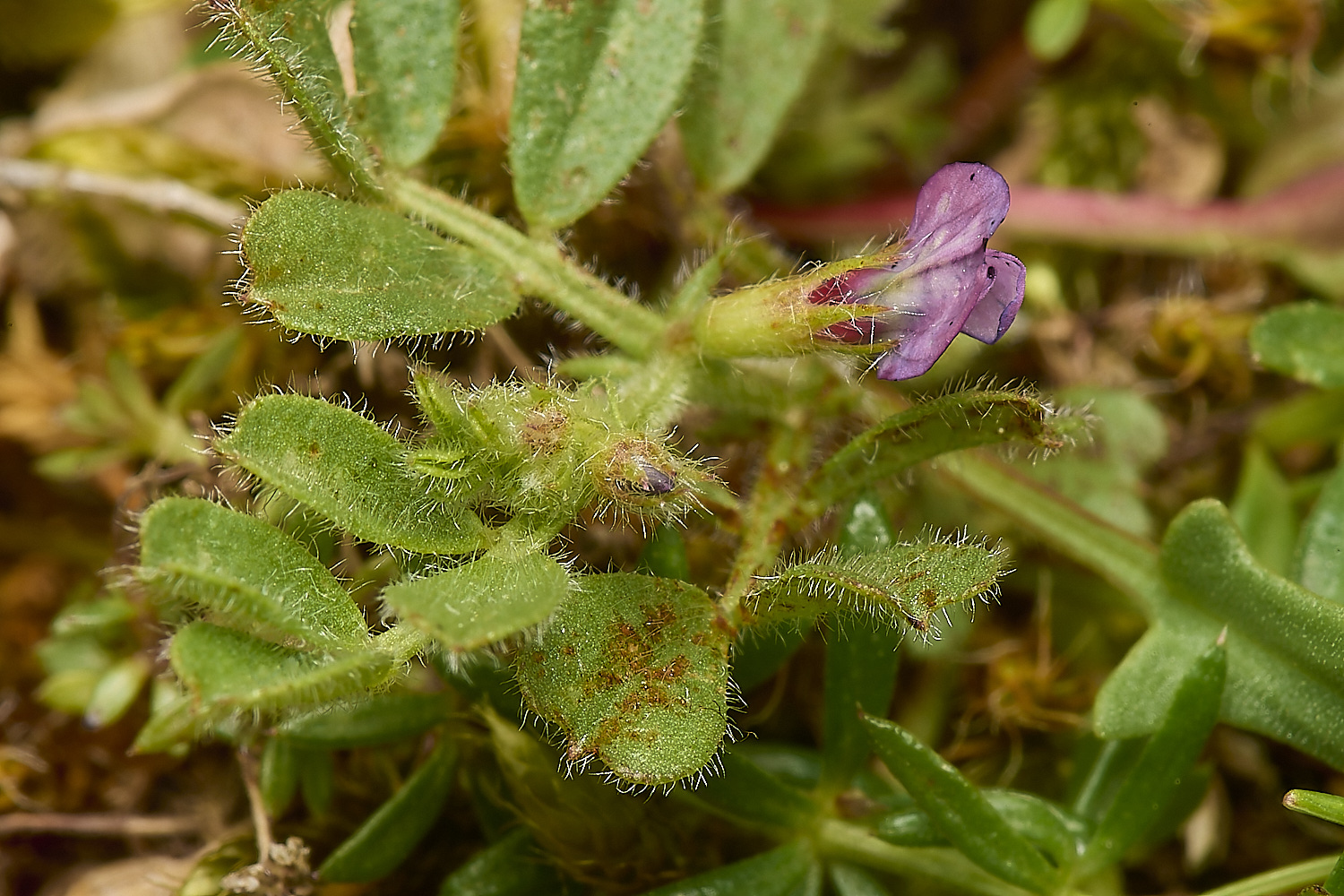 HolkhamCommonVetch070424-1-NEF-