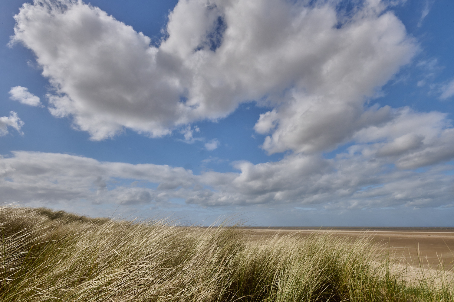 HolkhamDunes070424-3-NEF-