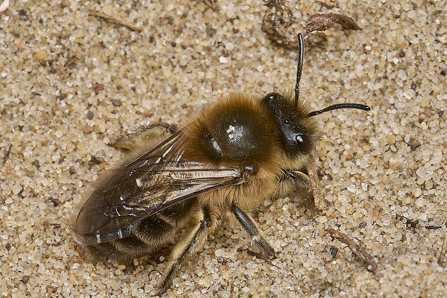 HolkhamEarlyColletes070424-1-NEF-