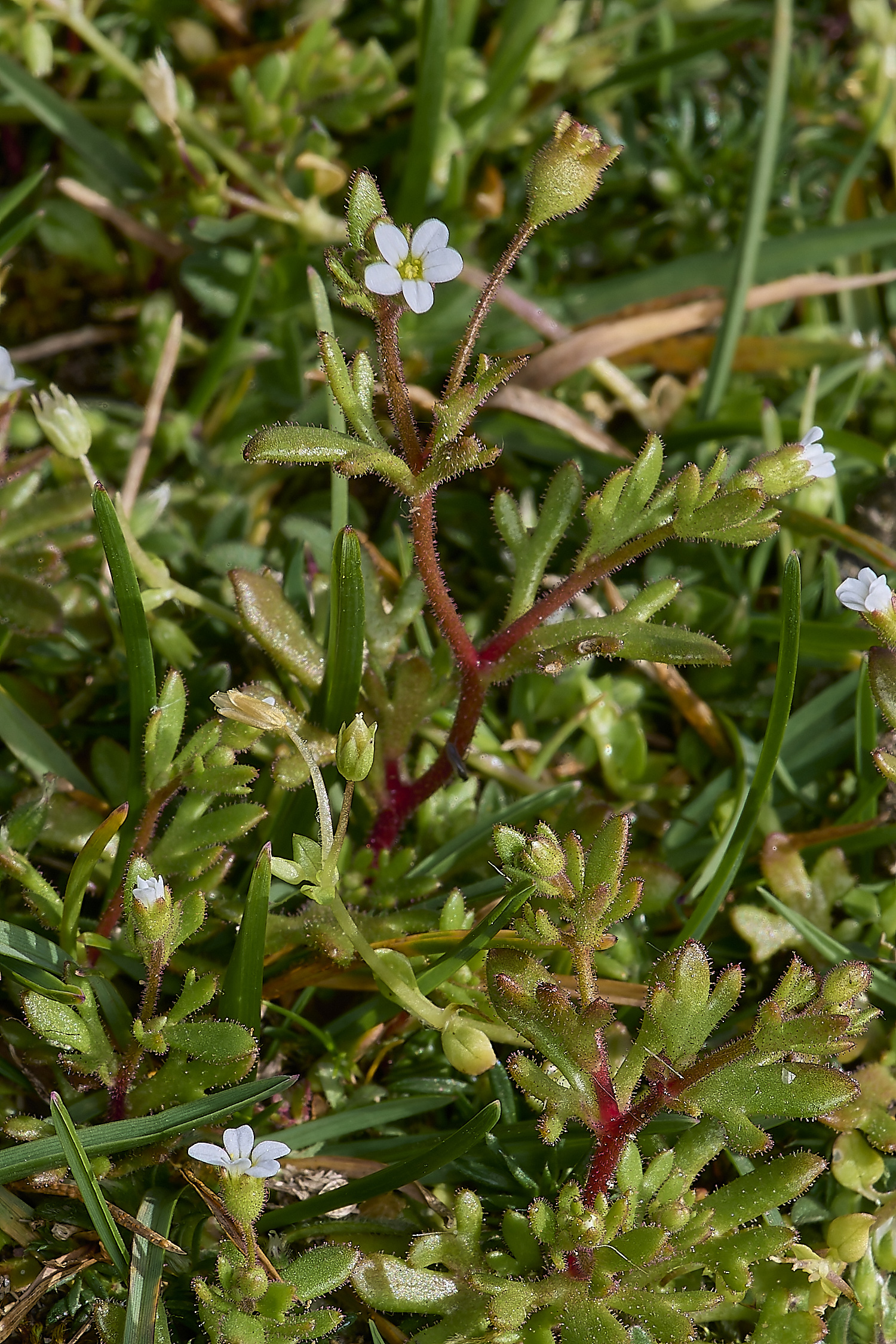 HolkhamSaxifrage070424-1-NEF- 1