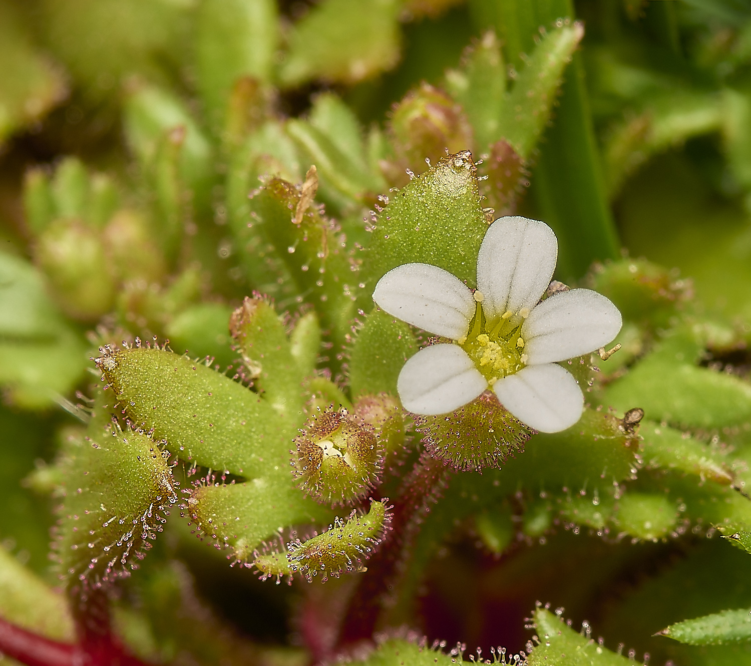 HolkhamSaxifrage070424-3-NEF- 1