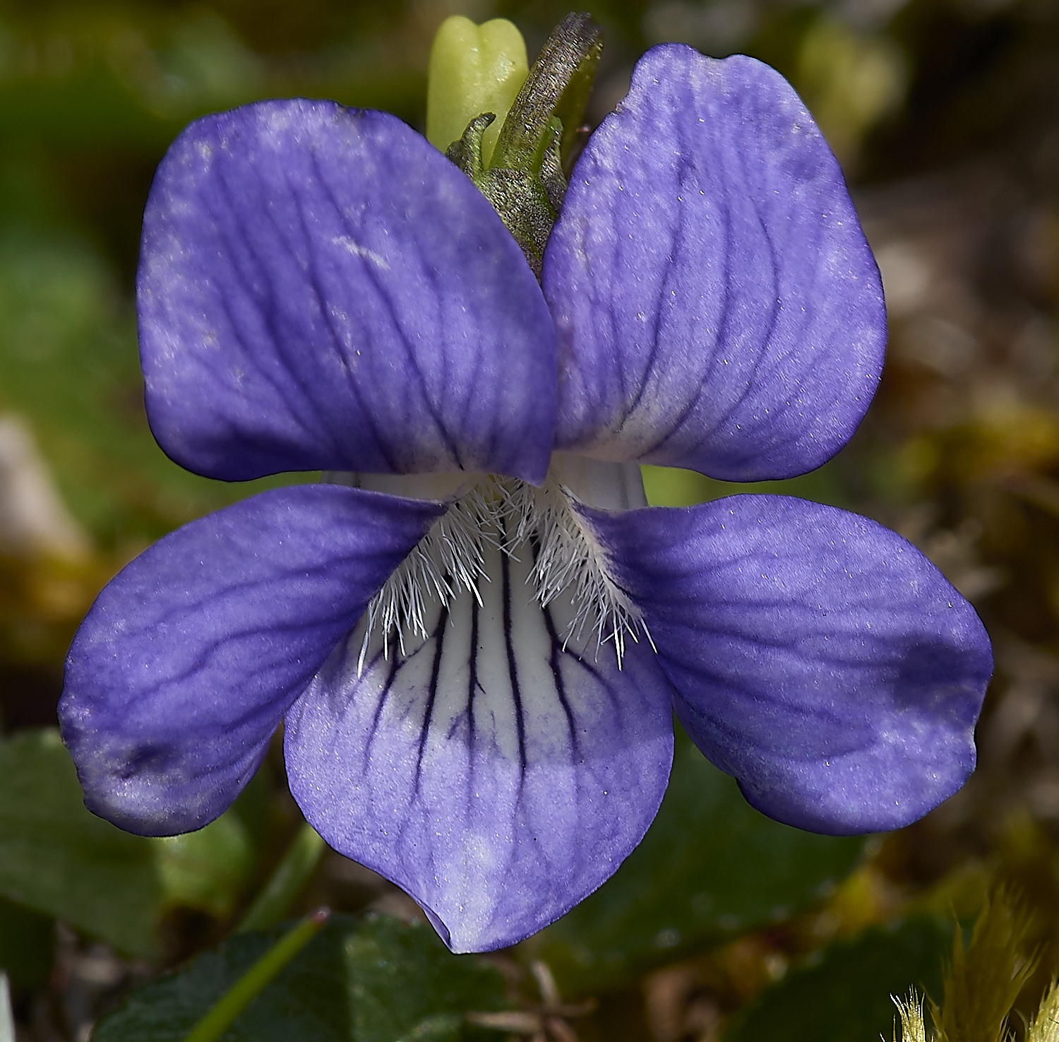 HolkhamWInterViolet070434-2-NEF-