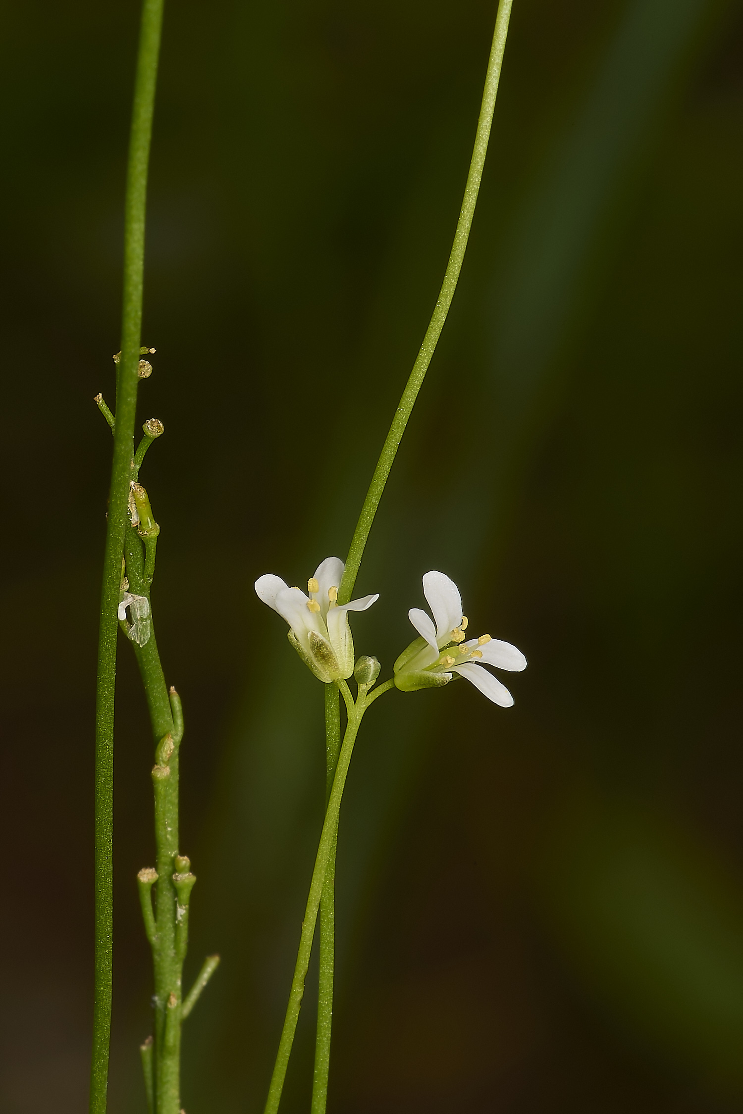 IckburghAhirsuta150624-3