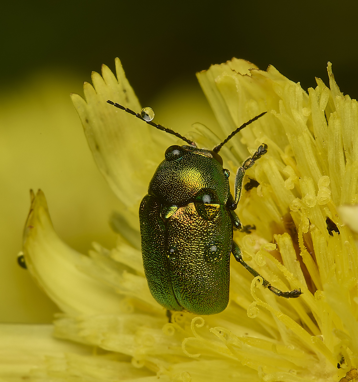 IckburghCaureolatus150624-3