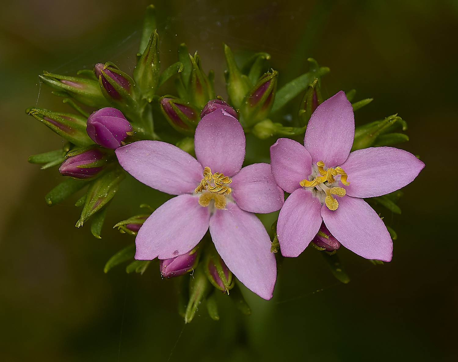 IckburghCentaury190624-4-NEF-