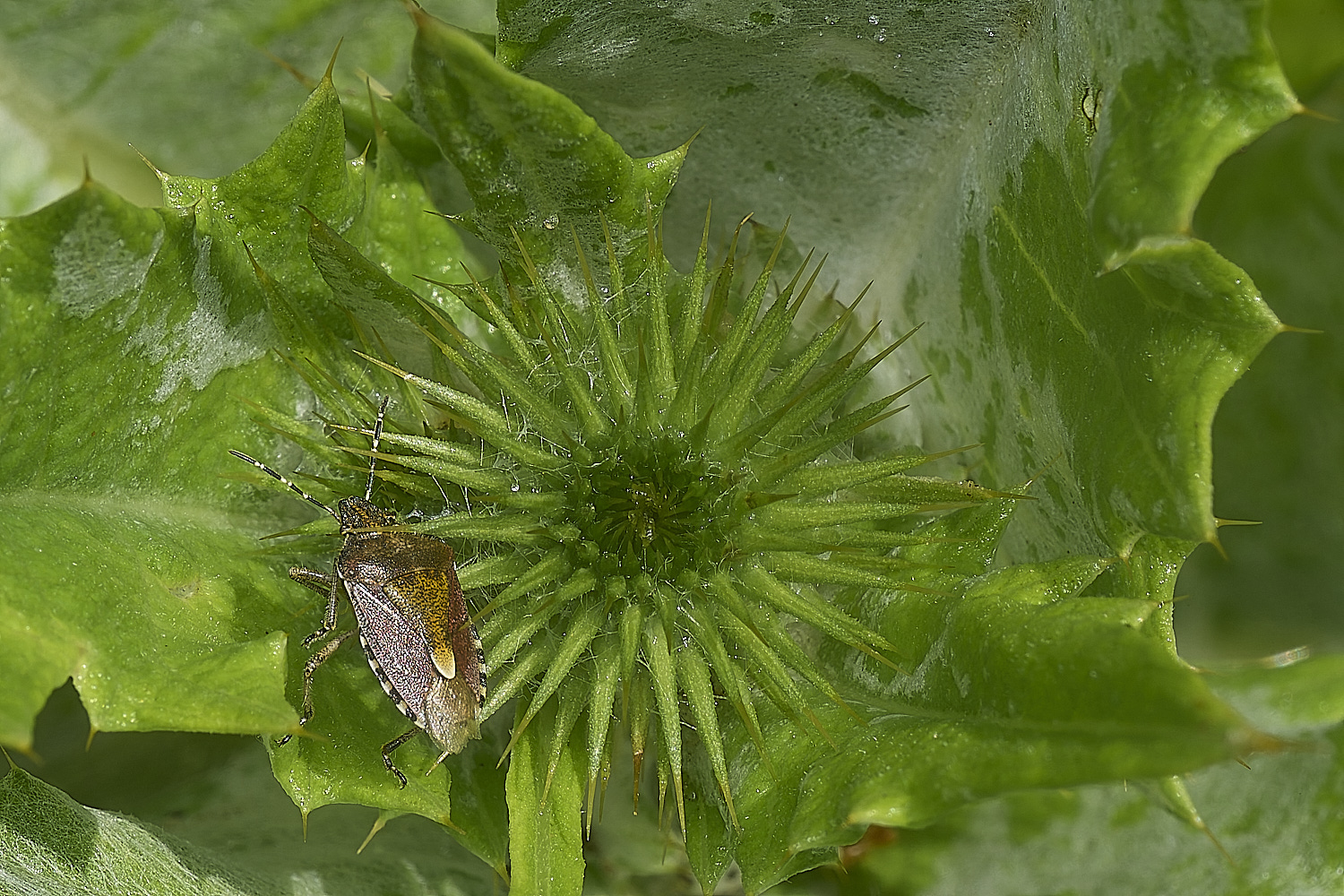 IckburghCottonThistle150624-1