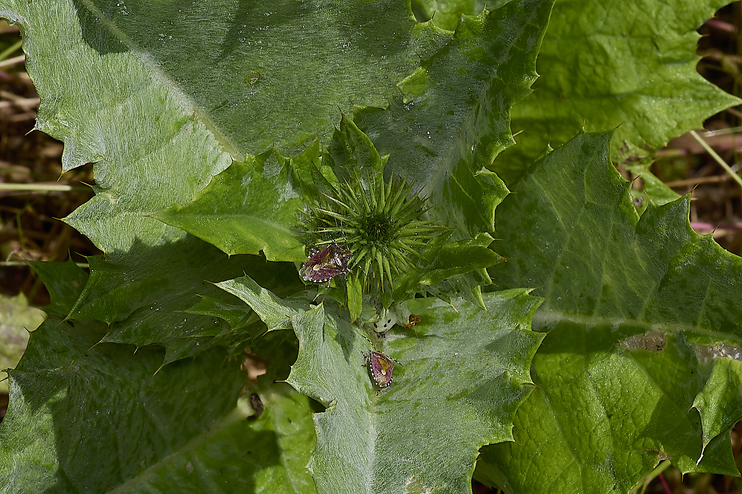 IckburghCottonThistle150624-2