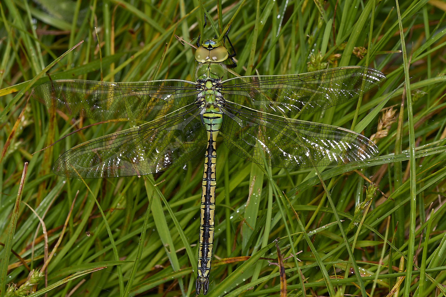 IckburghEmperorDragonfly150624-1