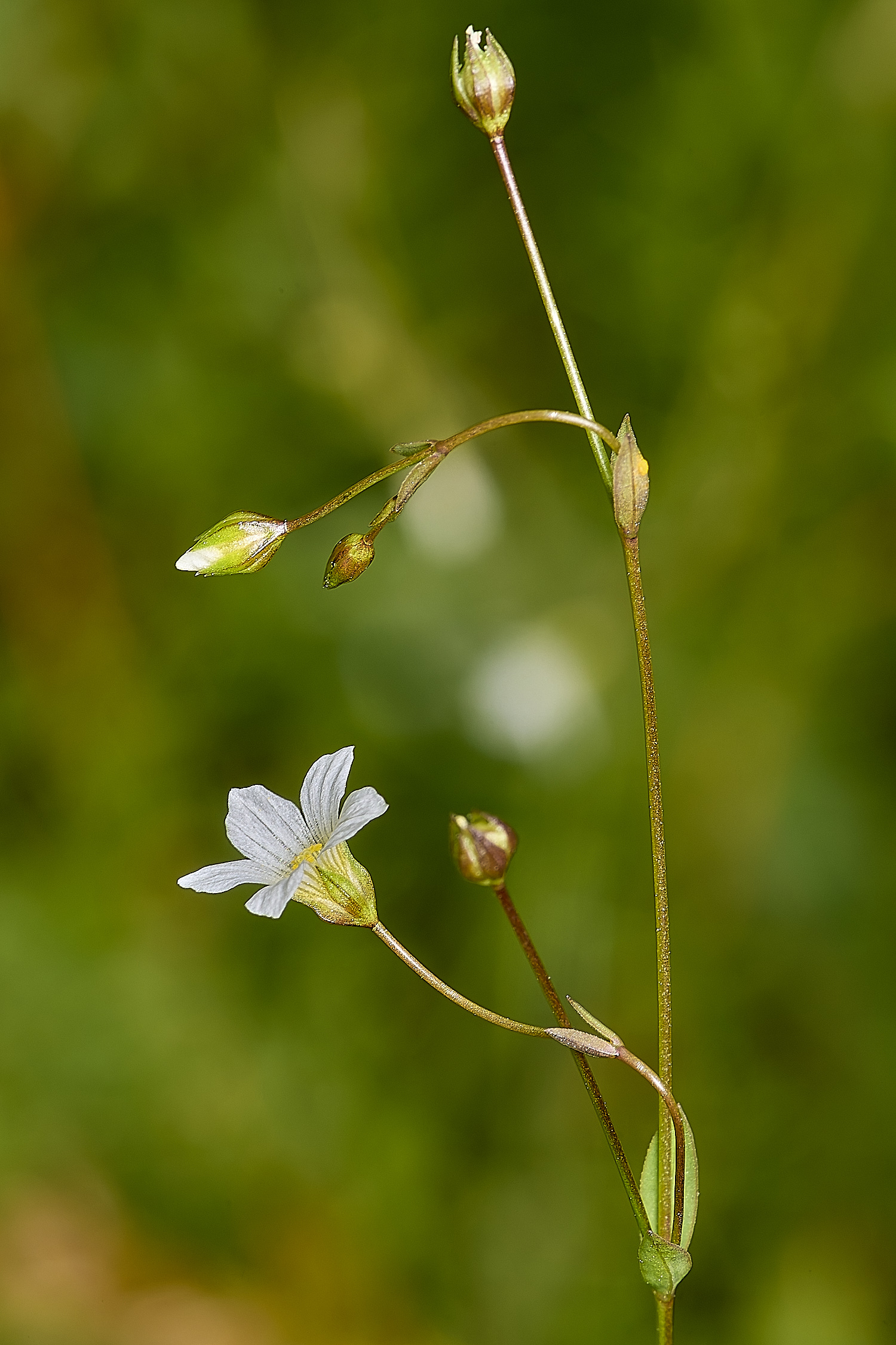 IckburghFairyFlax190624-1-NEF-