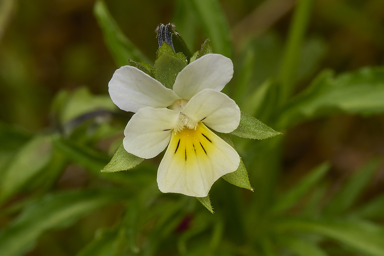 IckburghFieldPansy190624-1-NEF-