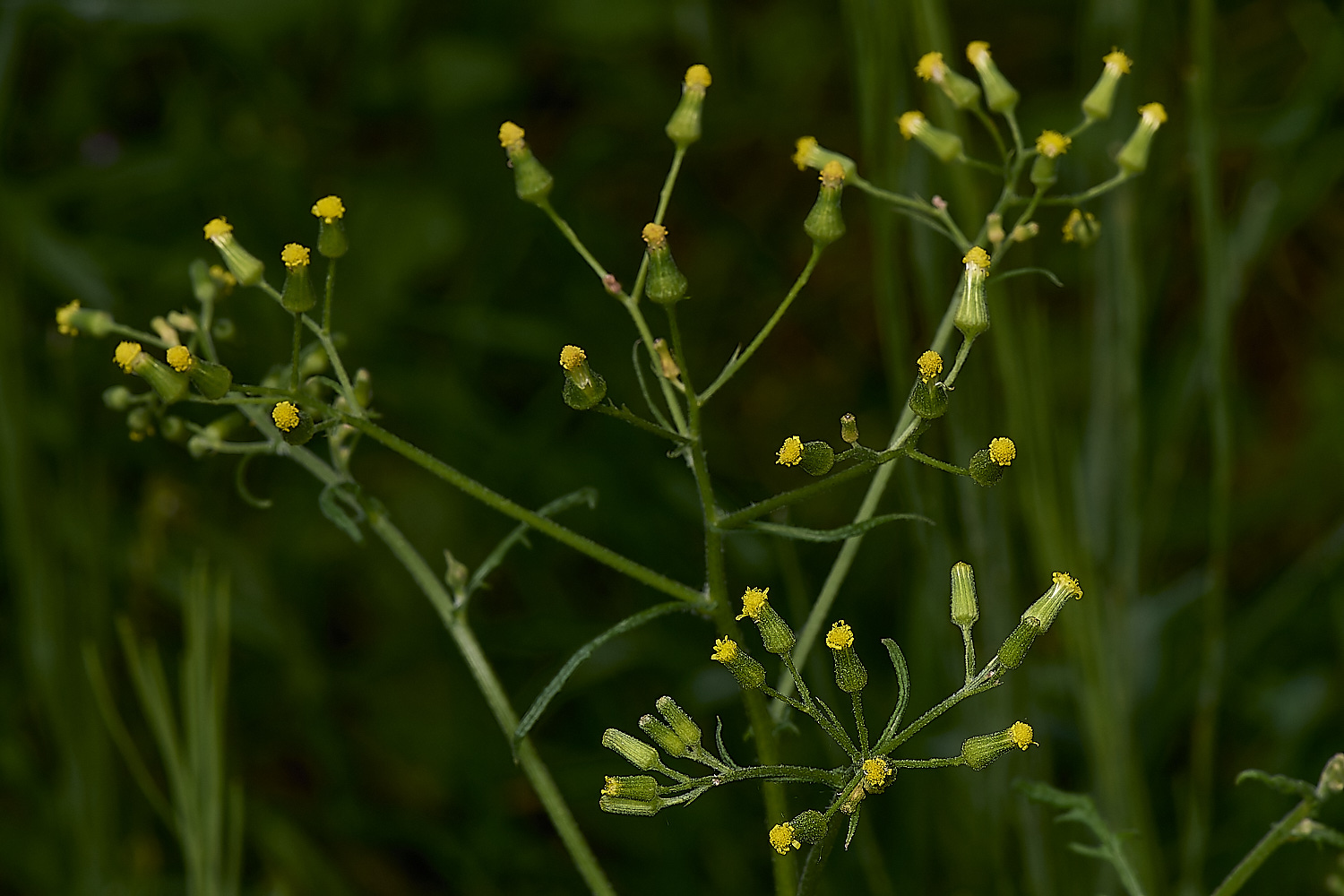 IckburghGroundsel190624-1-NEF-