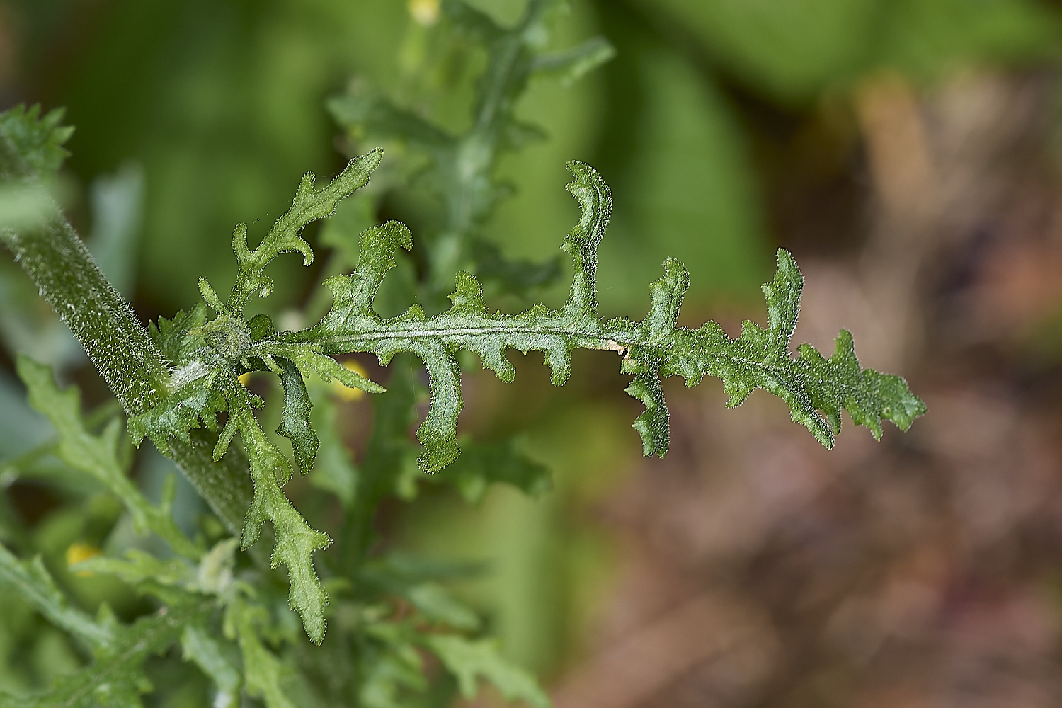 IckburghGroundsel190624-2-NEF-