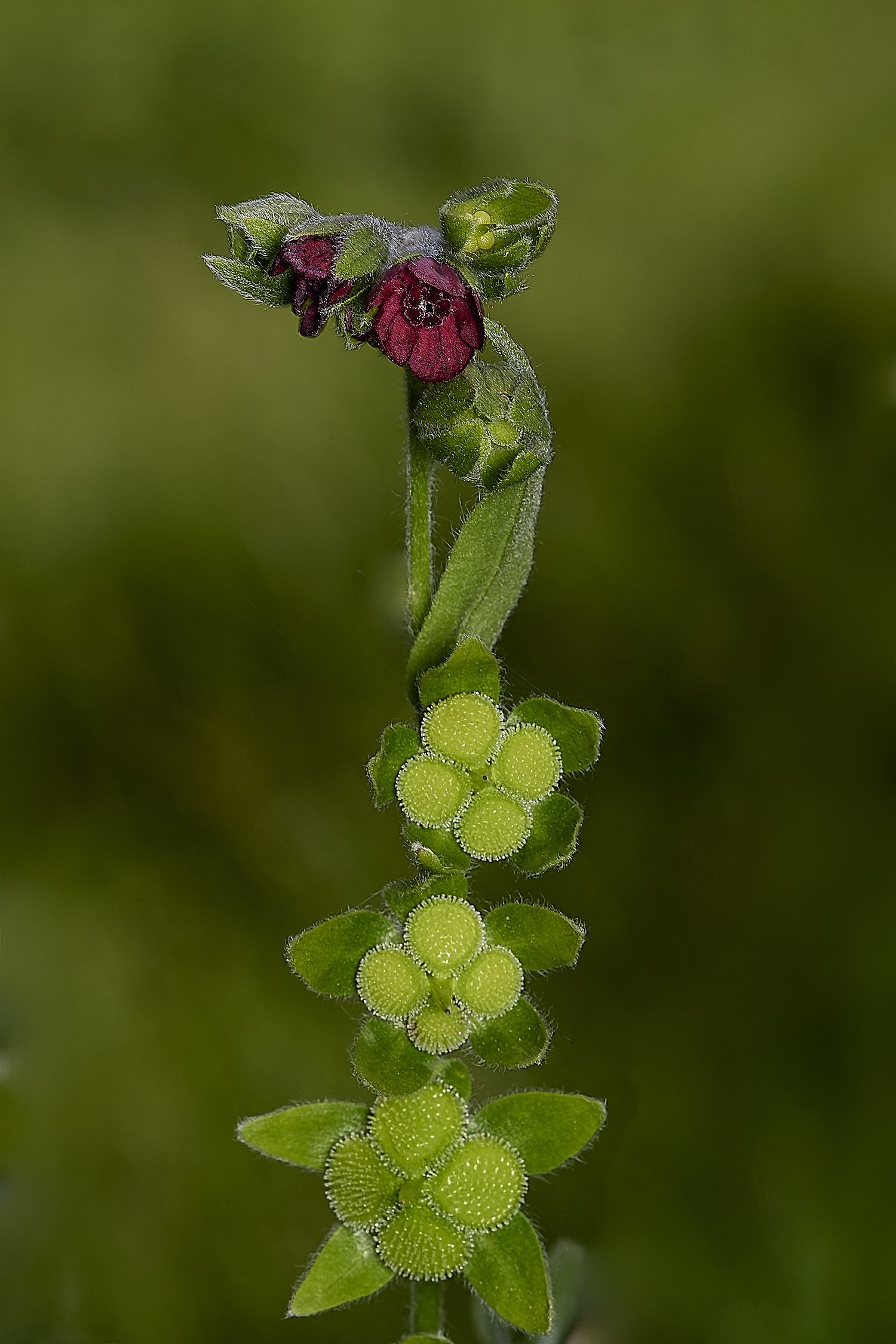 IckburghHorehound190624-3-NEF-