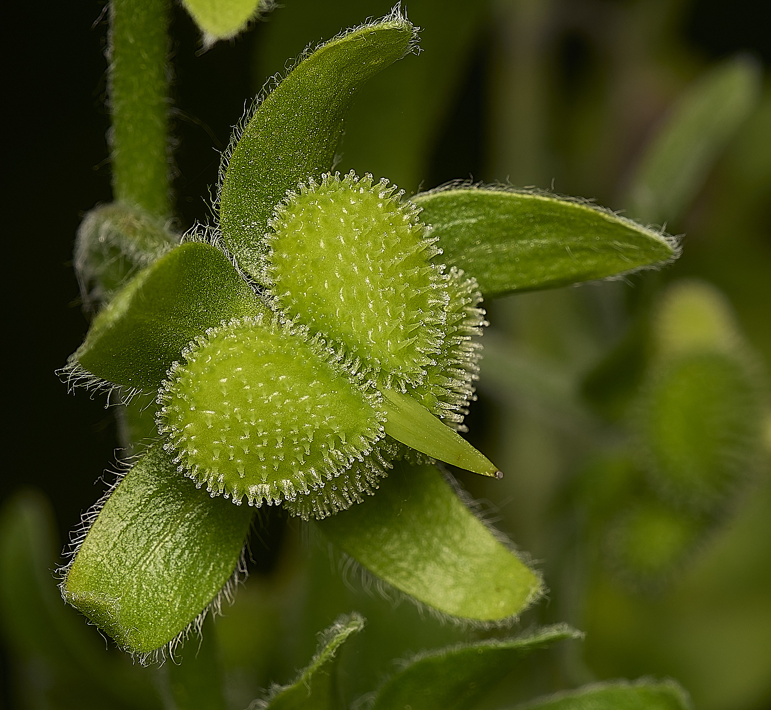 IckburghHorehound190624-5-NEF-