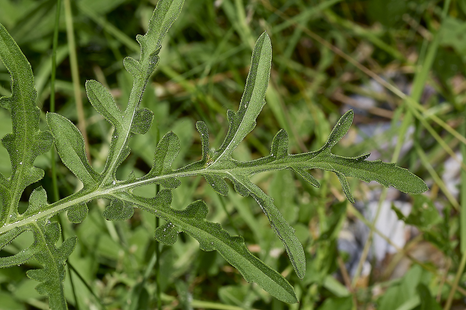 IckburghKnapweed190624-2-NEF-