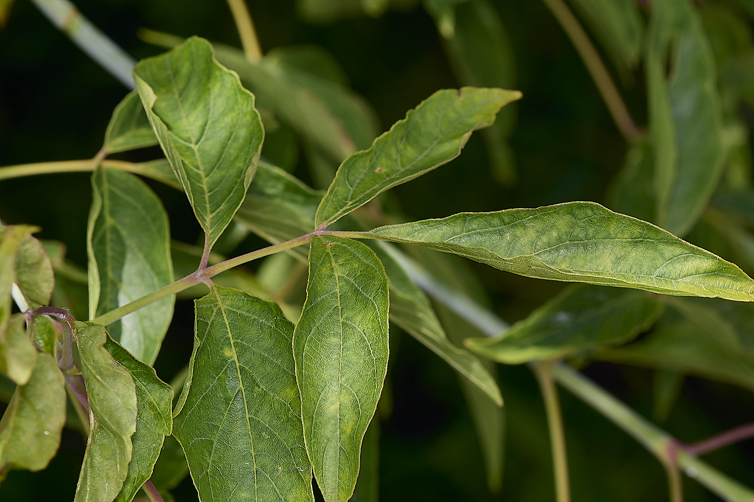 IckburghMaple150624-2