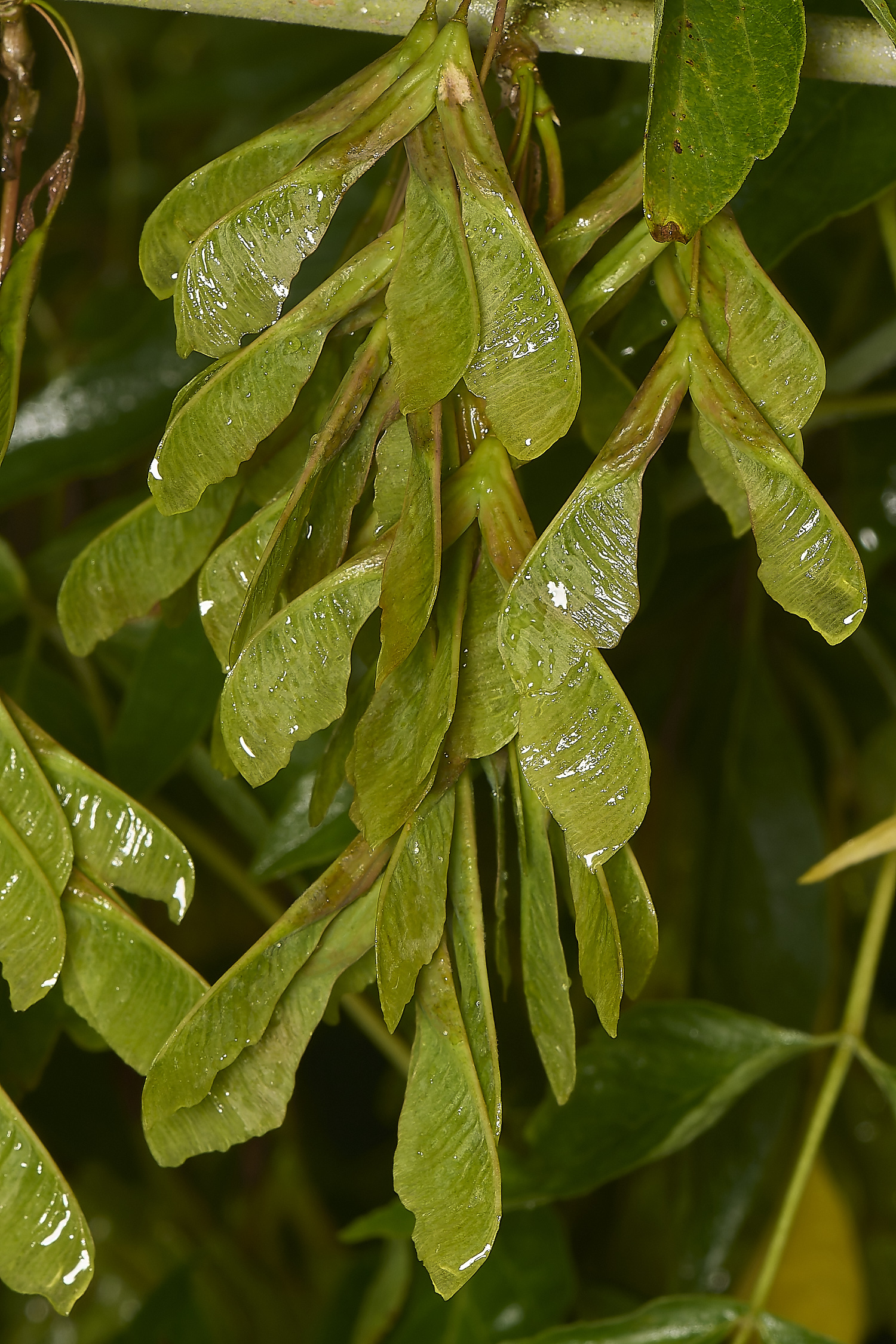 IckburghMaple150624-3