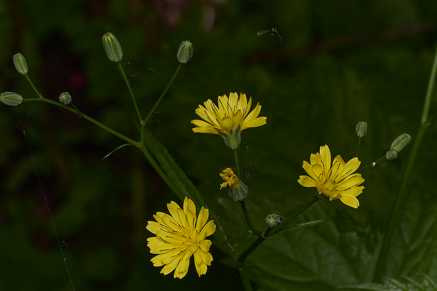 IckburghNipplewort180624-1-NEF-