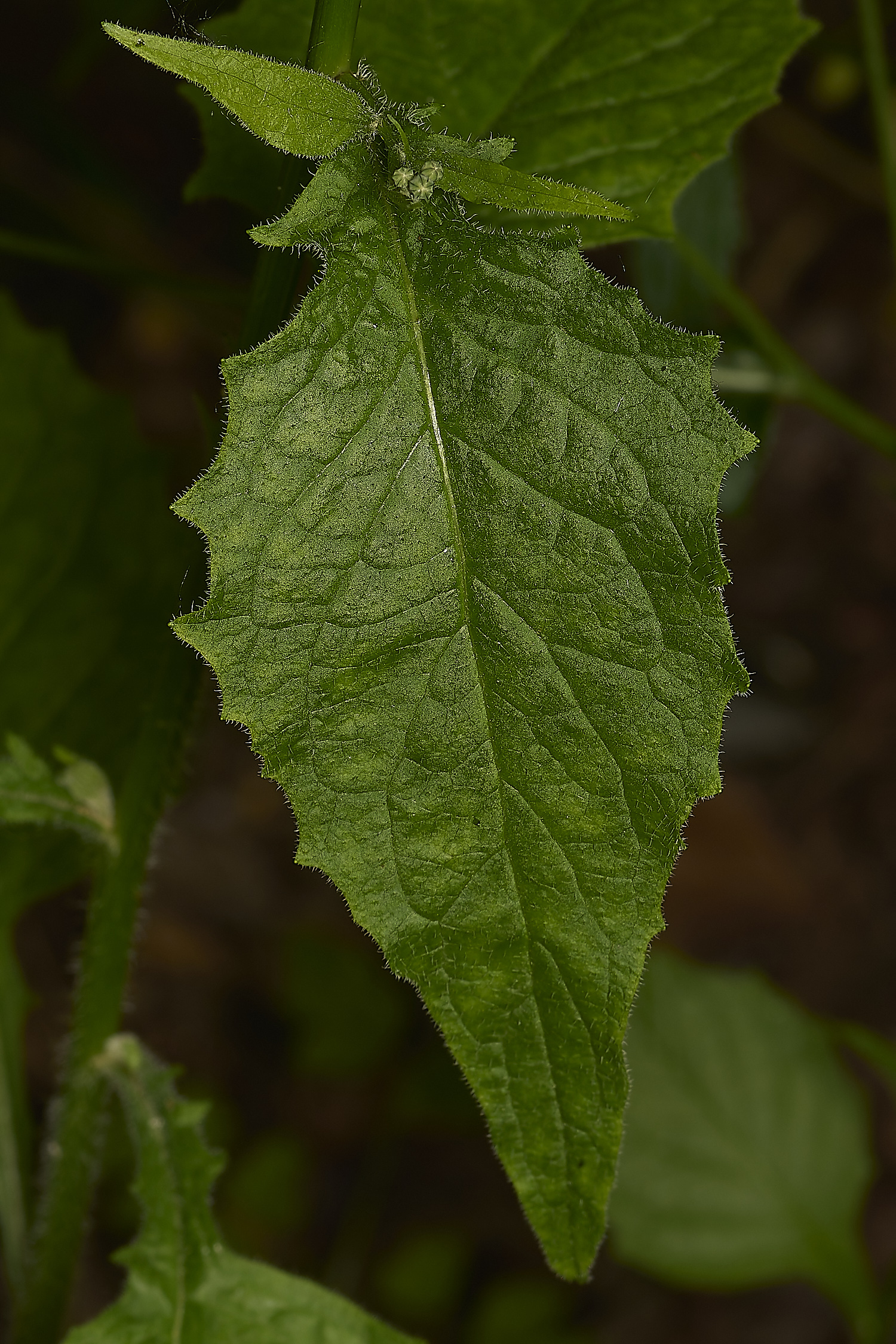 IckburghNipplewort180624-2-NEF-