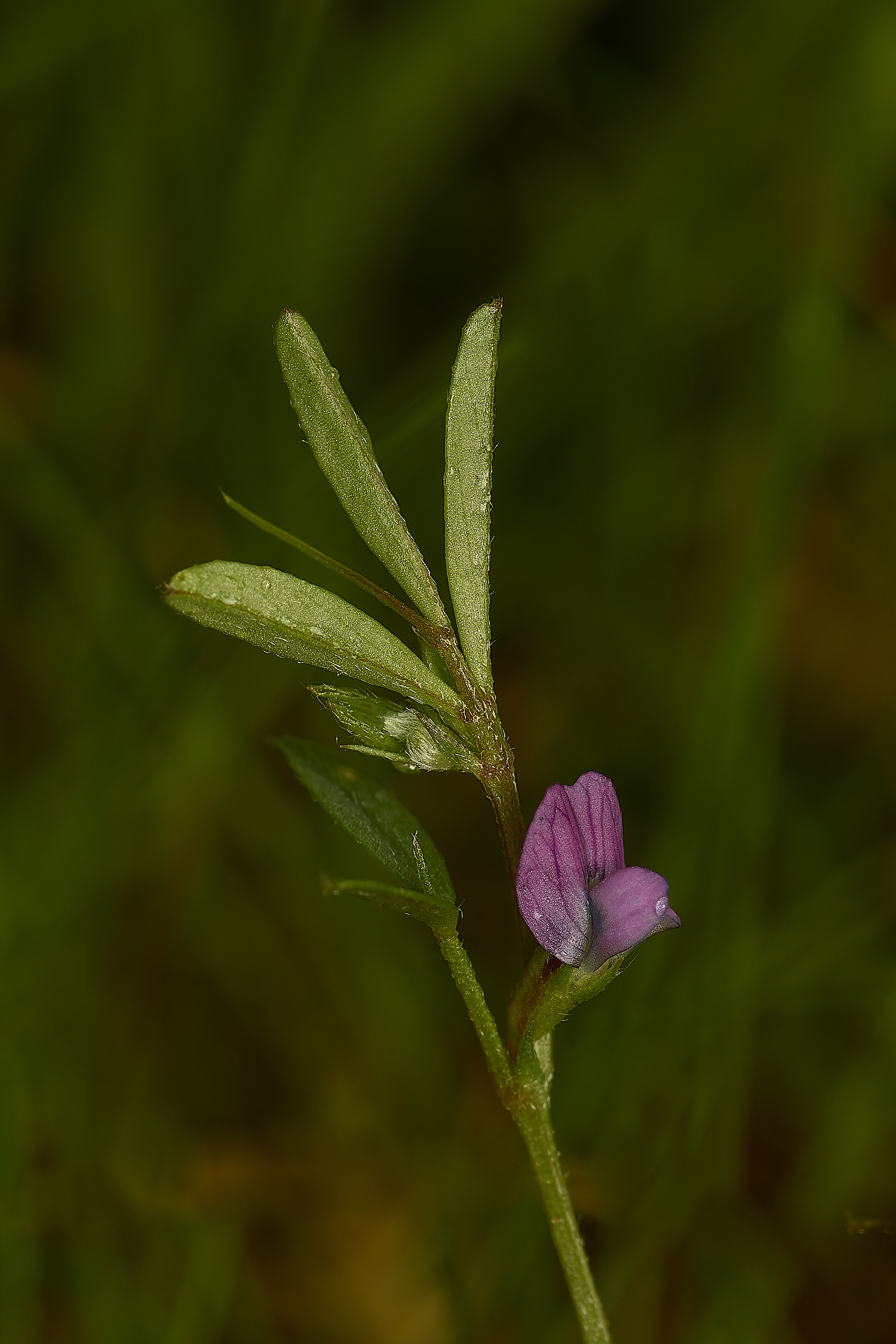 IckburghSpringvetch150624-1