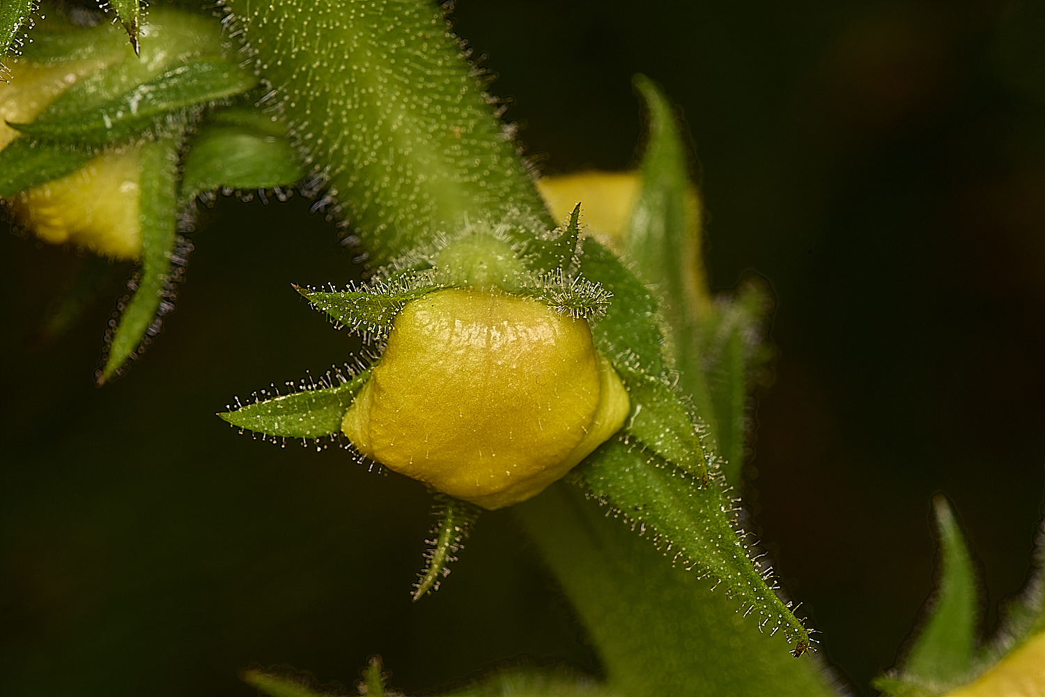 IckburghVerbascum150624-4