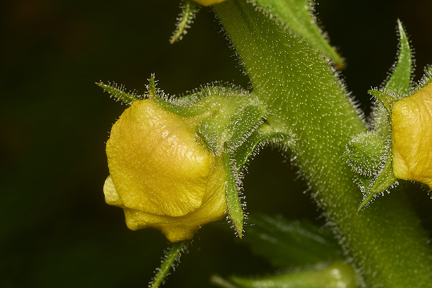 IckburghVerbascum150624-5