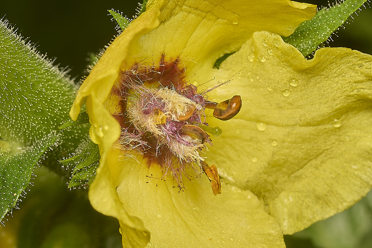 IckburghVerbascum150624-6