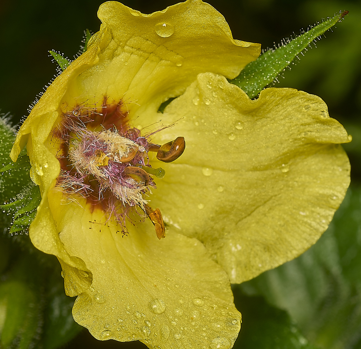 IckburghVerbascum150624-7