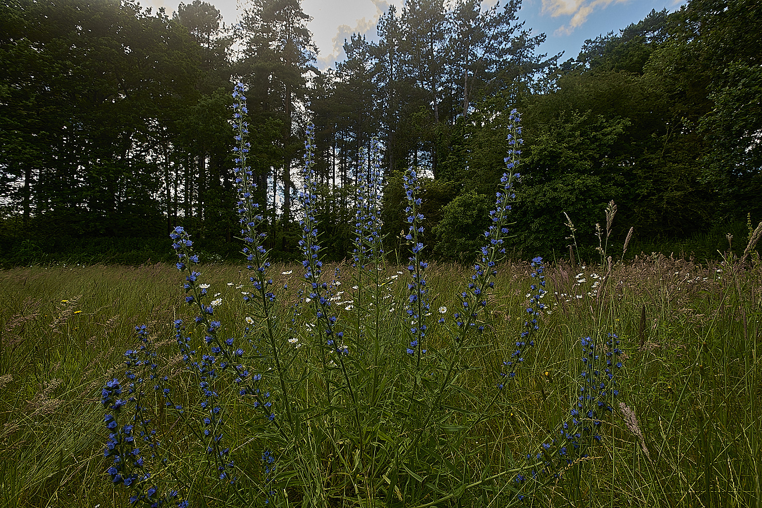 IckburghVipers-bugloss190624-1-NEF-