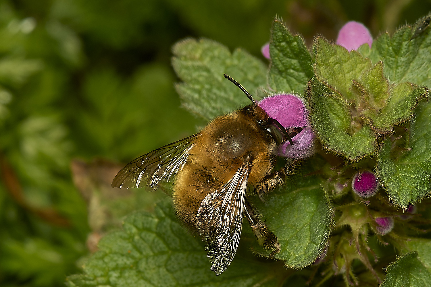 NorwichHairy-footedFlowerBee250324-2