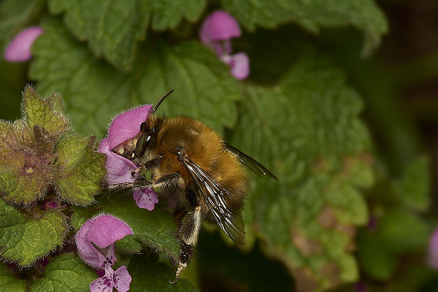 NorwichHairy-footedFlowerBee250324-3