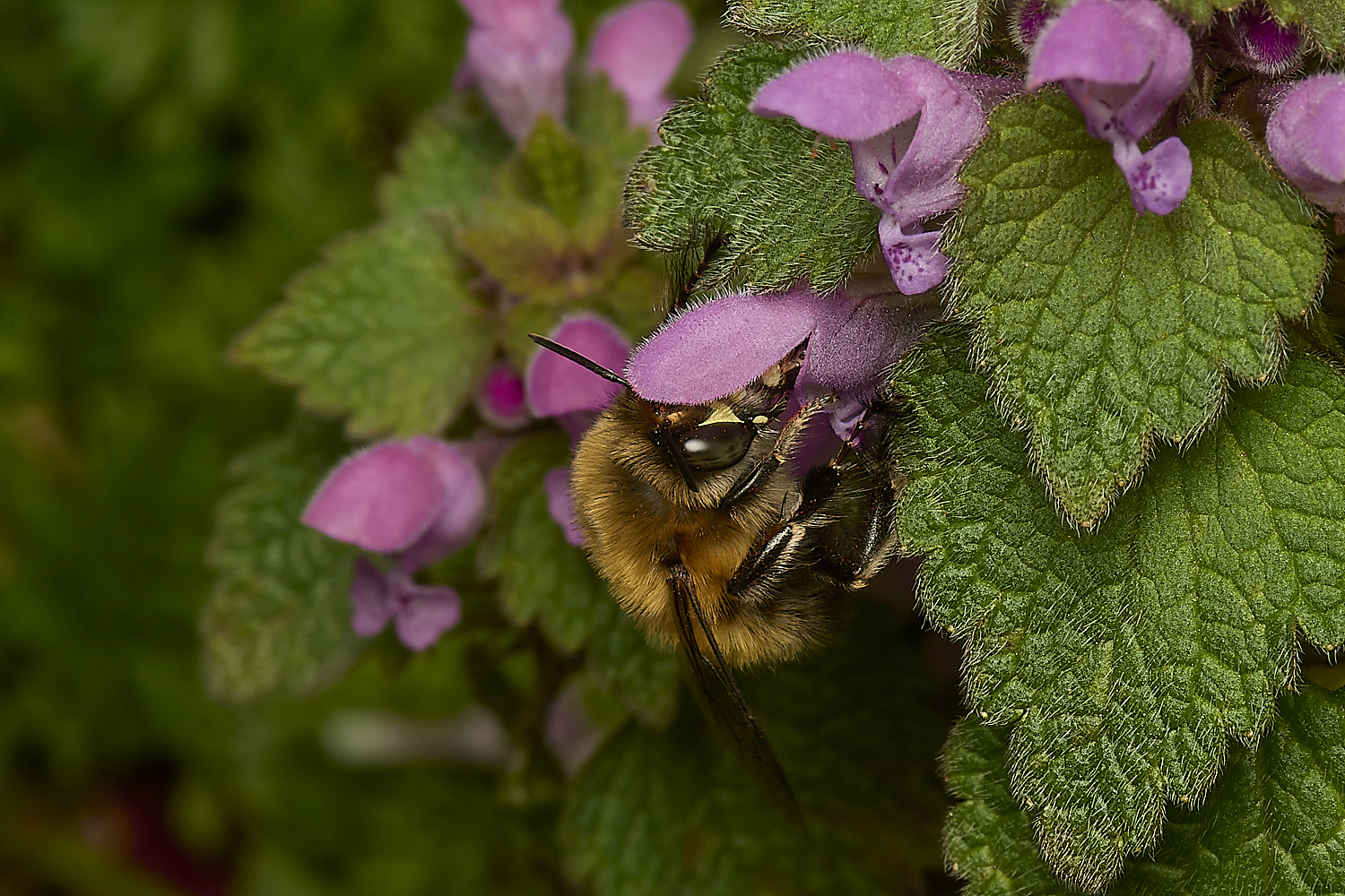 NorwichHairy-footedFlowerBee250324-4