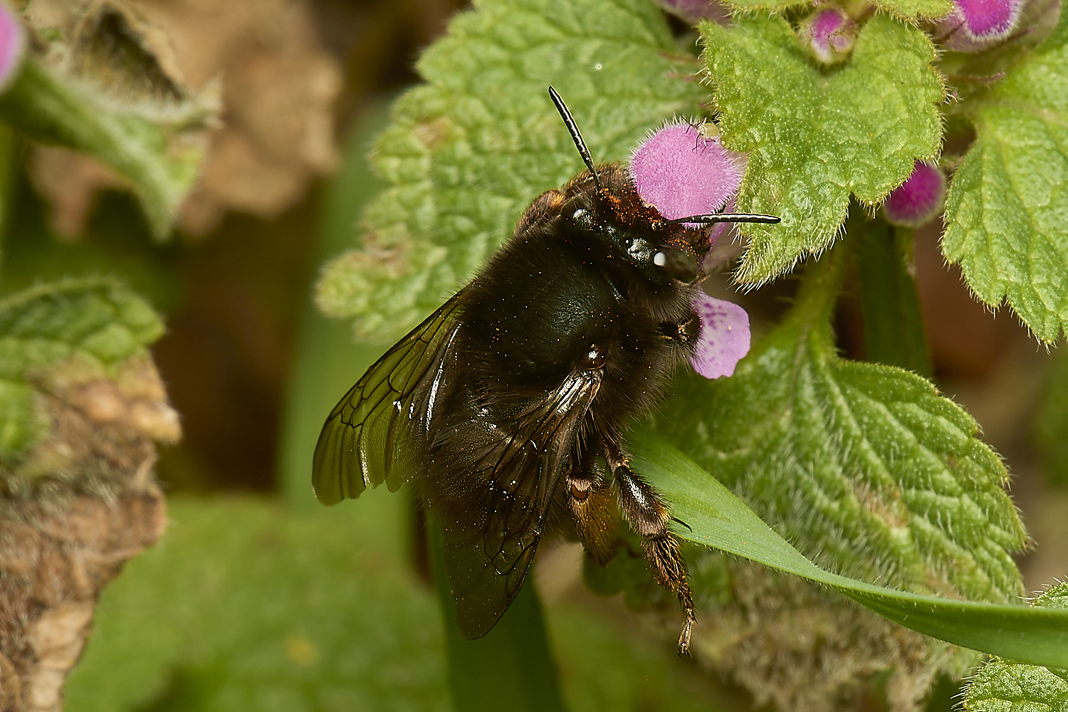 NorwichHairy-footedFlowerBee250324-5