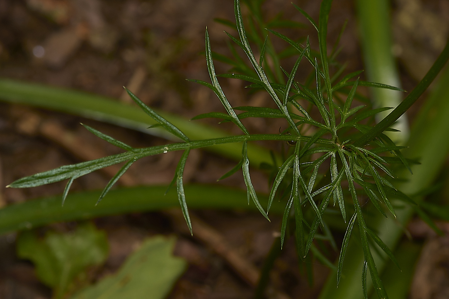 OldSulehayPigNut200524-2