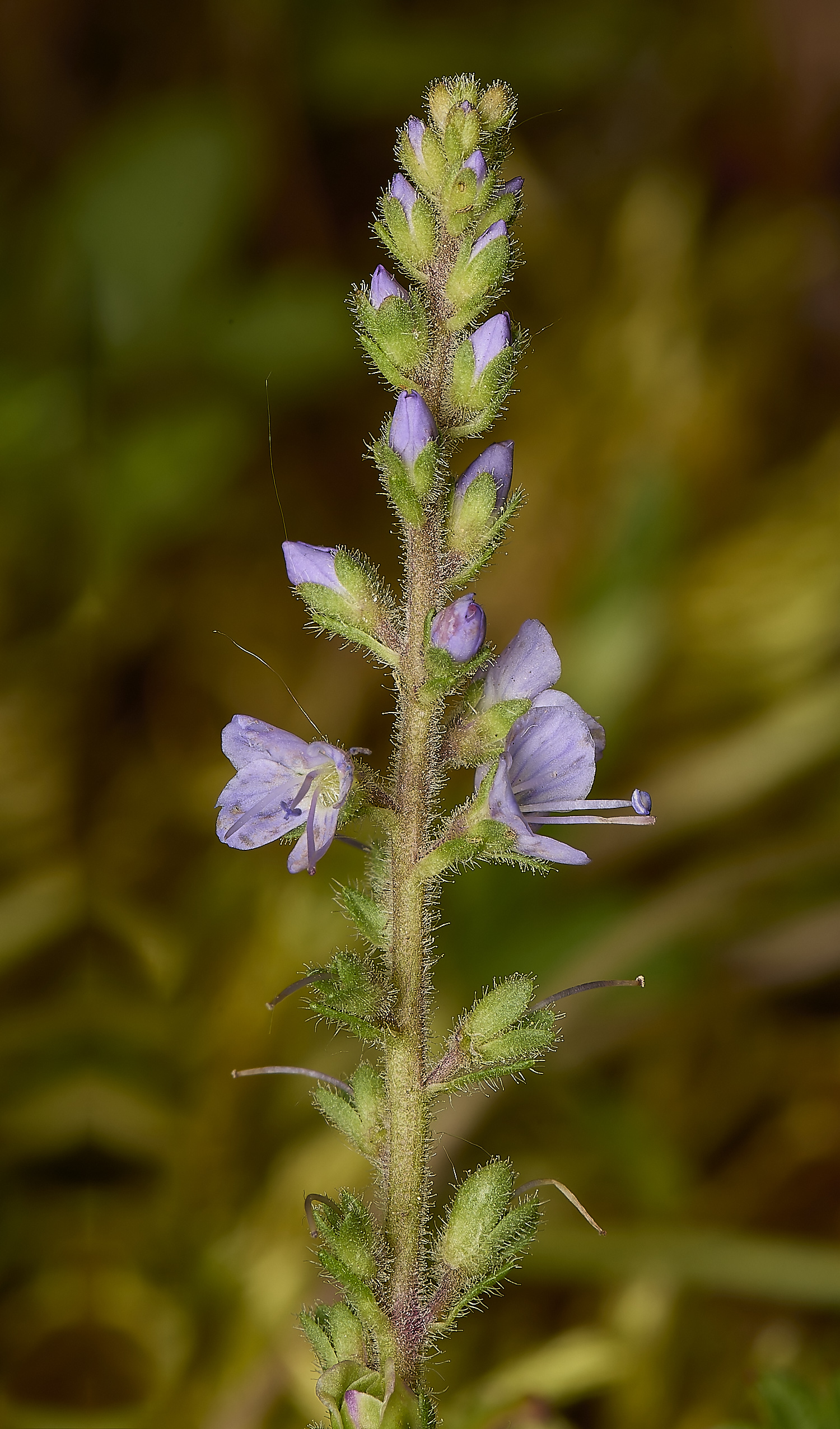 OldSulehaySpeedwell200524-1