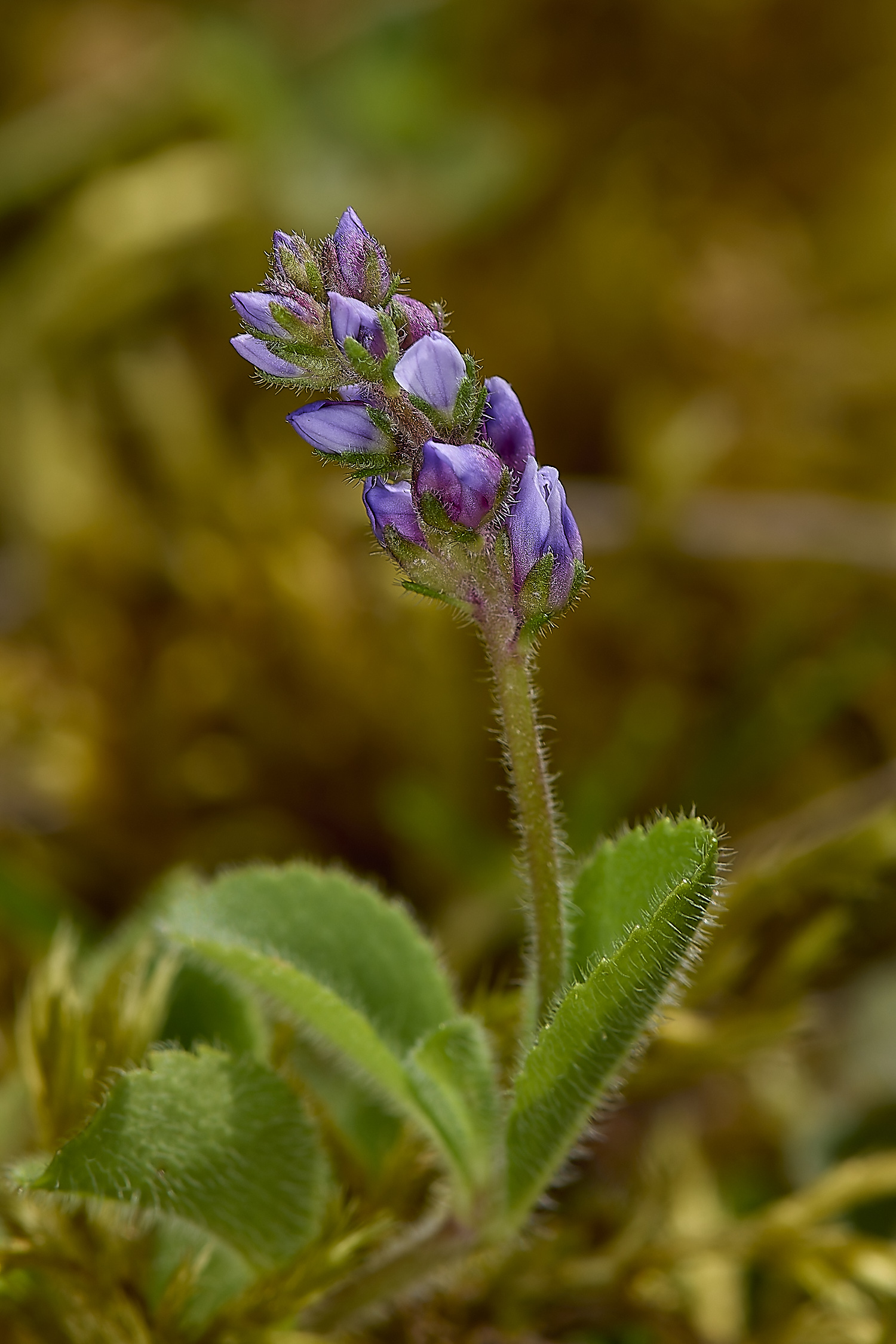 OldSulehaySpeedwell200524-2