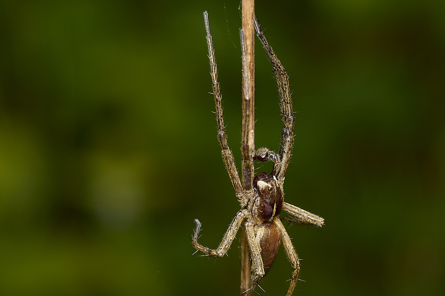 OldSulehaySpiderSp200524-1