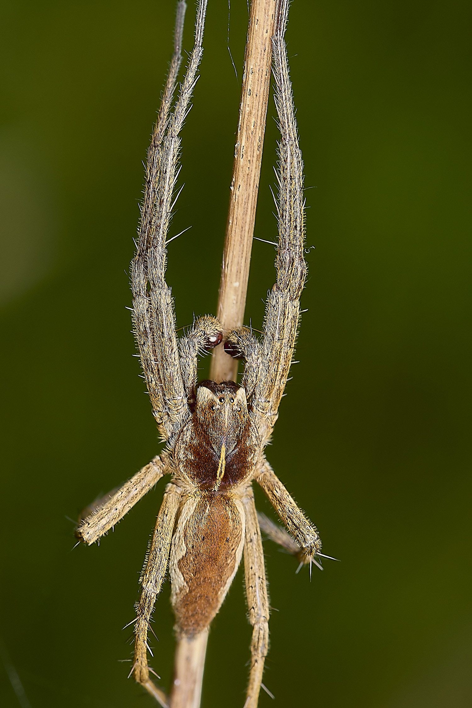 OldSulehaySpiderSp200524-2