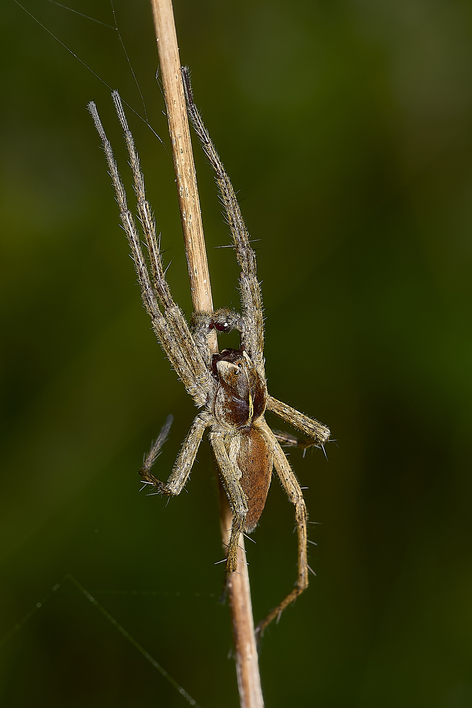 OldSulehaySpiderSp200524-3