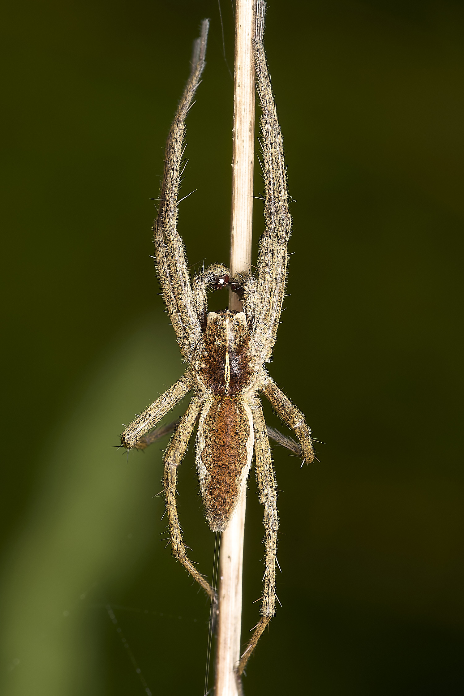 OldSulehaySpiderSp200524-4